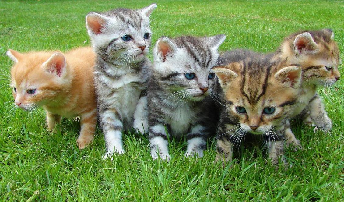 

Kattungar är underbara, men om de inte kastreras i tid är det lätt att det snabbt blir för många. Foto: Jan Mallander/Pixabay                                                                                        