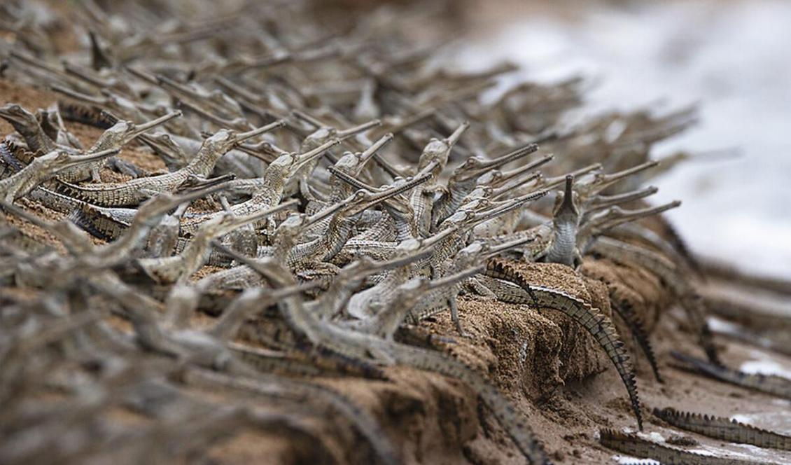 Med tillstånd av Shivang Mehta Photography