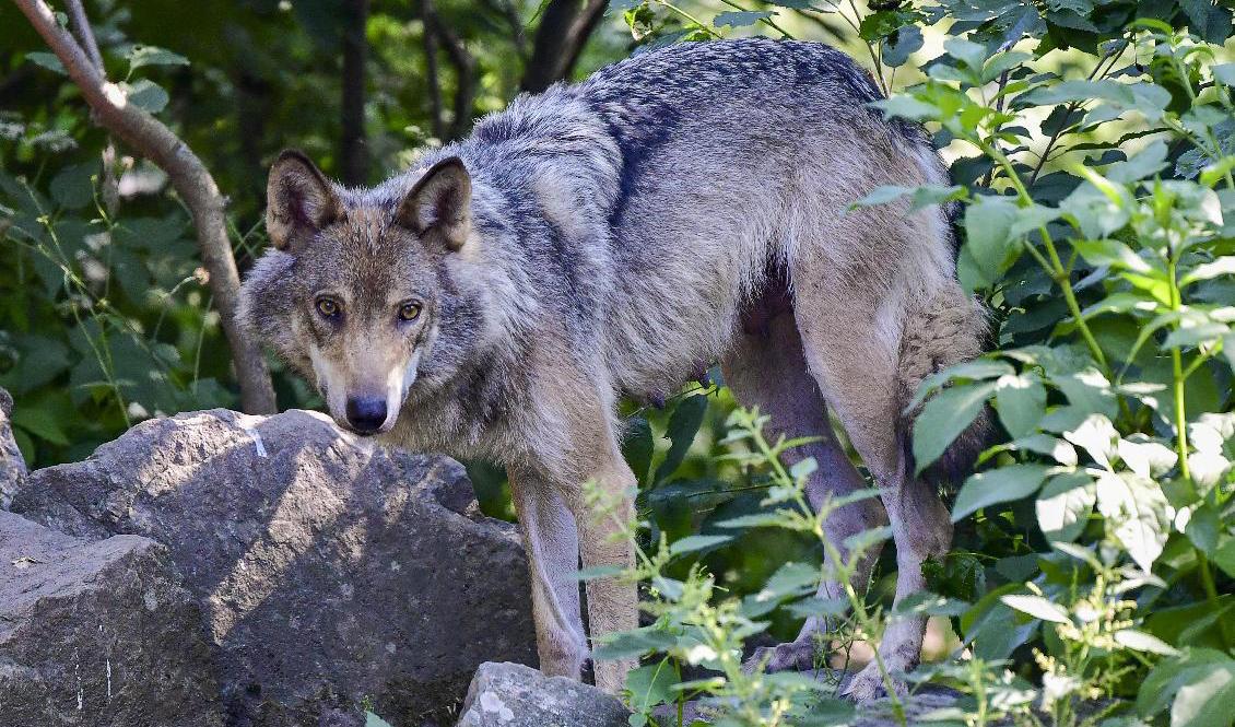 En ny vargattack mot får har inträffat i Skåne. Arkivbild. Foto: Jonas Ekströmer/TT