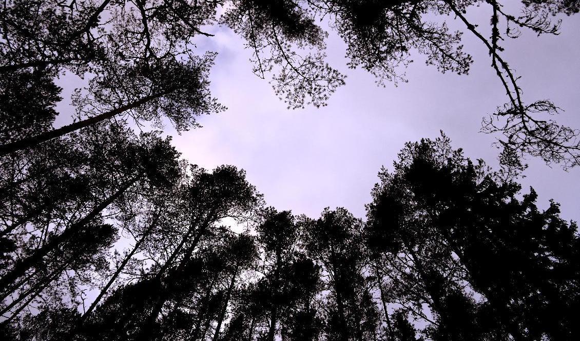 Engagemanget för sökarbetet har varit stort, säger Therese Haugen, insatschef vid Missing People. Arkivbild. Foto: Janerik Henriksson/TT