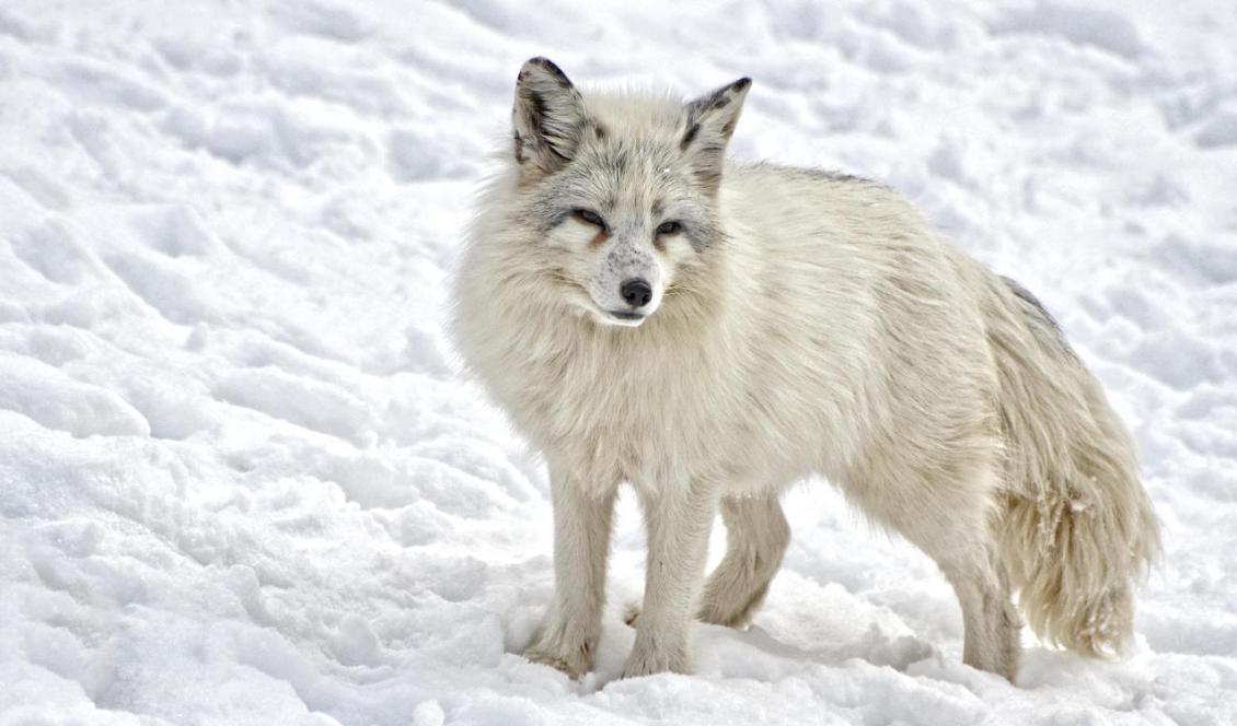 Antalet fjällrävar i Sverige och Norge har mångdubblats de senaste 10-15 åren. Foto: diapicard från Pixabay