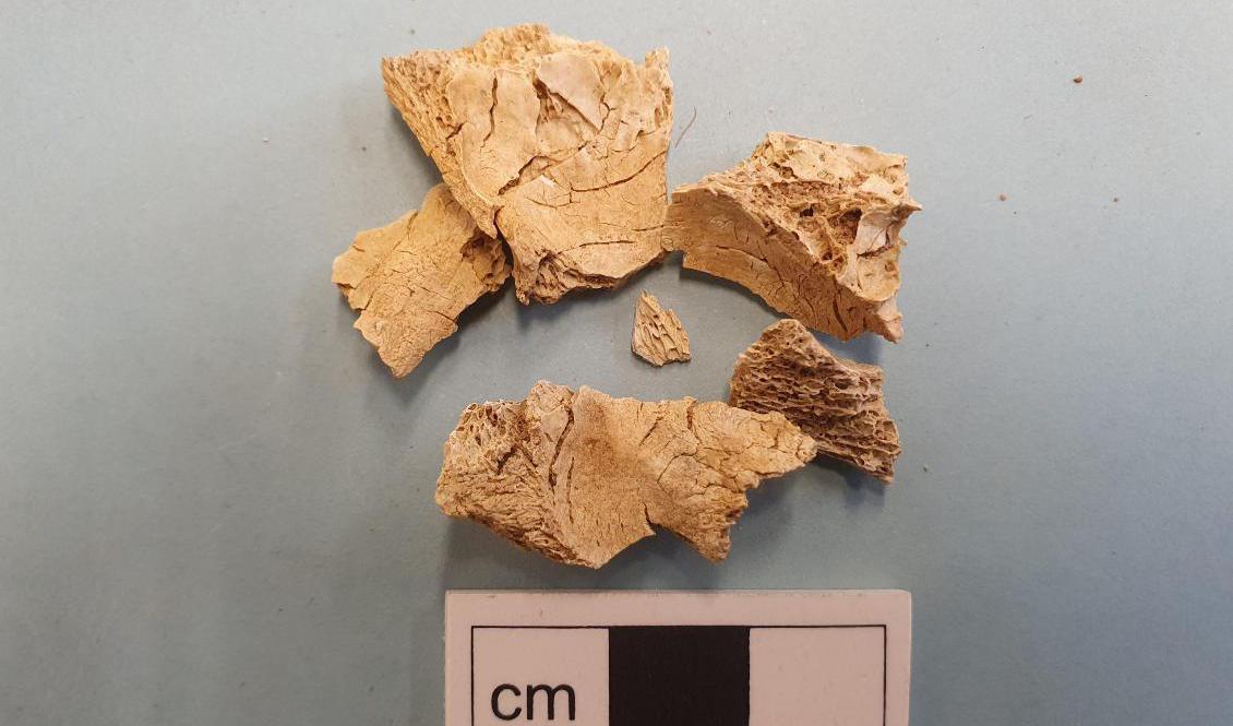 
9 000 år gamla mänskliga kraniedelar har hittats vid markarbete i Skattungbyn i Dalarna. Foto: Dalarnas museum/TT                                            