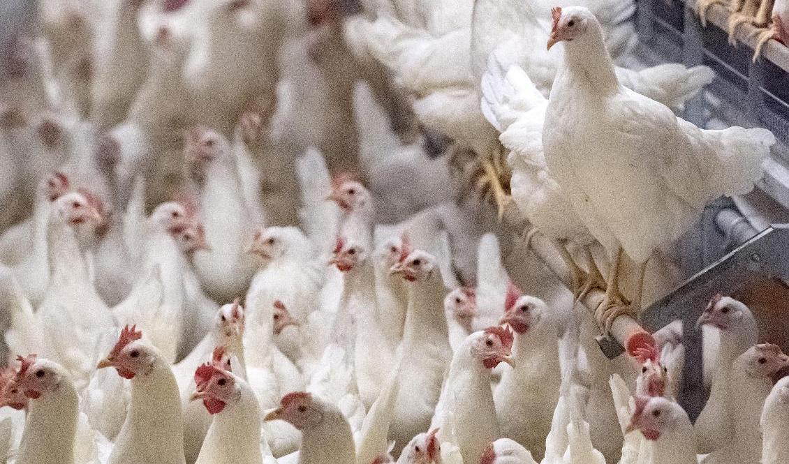 Fågelinfluensan har satt sina klor i en besättning med 24|000 värphöns i Mjölby kommun – de smittade djuren ska avlivas med start på tisdagen. Arkivbild. Foto: Johan Nilsson/TT