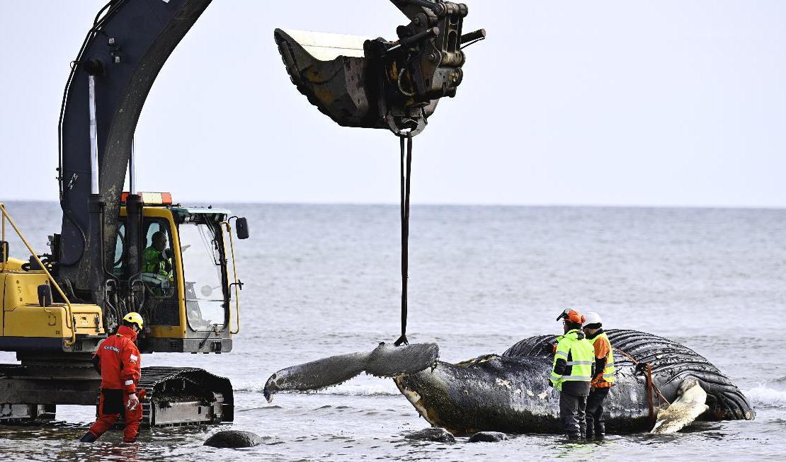 Valbärgning pågår på Öland. Foto: Suvad Mrkonjic/TT