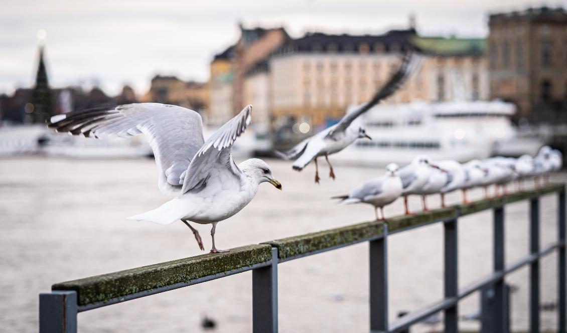 Den globala ökningen av växthusgaser förväntas under de närmsta åren ligga på 1–2 procent per år enligt debattören Elsa Widding. Foto: Sofia Drevemo