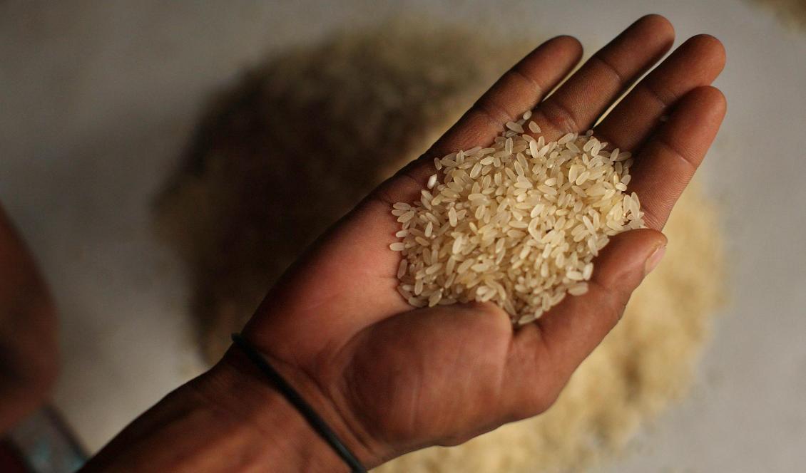 En man håller upp ris på en marknad i Bangladesh. Australiska forskare varnar nu för att vi får i oss mikroplaster via ris, och att man bör skölja det innan tillagning. Foto: Spencer Platt/Getty Images