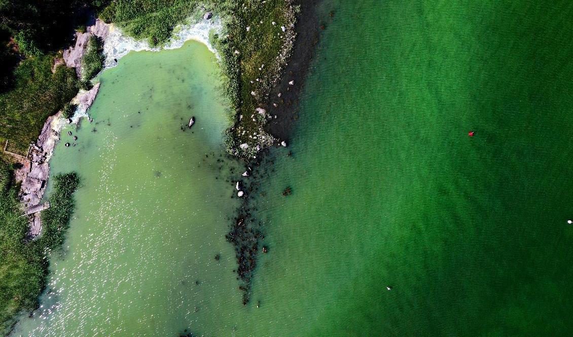De första rapporterna om algblomning har kommit. Bilden är tagen i vattnen utanför Tyresö förra sommaren. Foto: Pontus Lundahl/TT