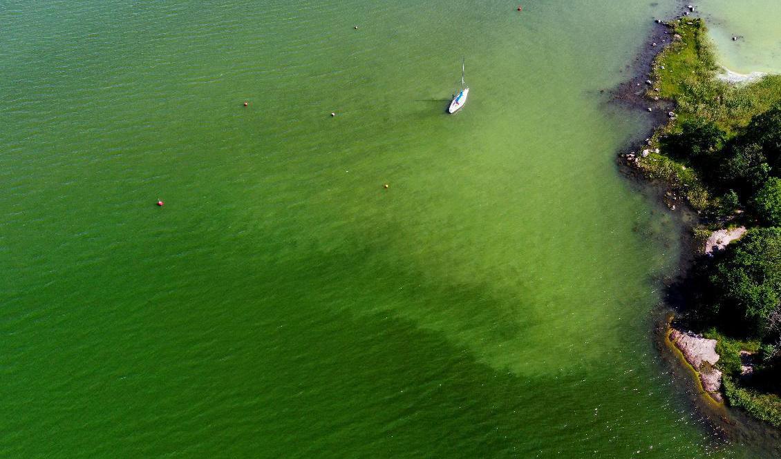 Algblomning utanför Tyresö i Stockholm under förra sommaren. Arkivbild. Foto: Pontus Lundahl/TT