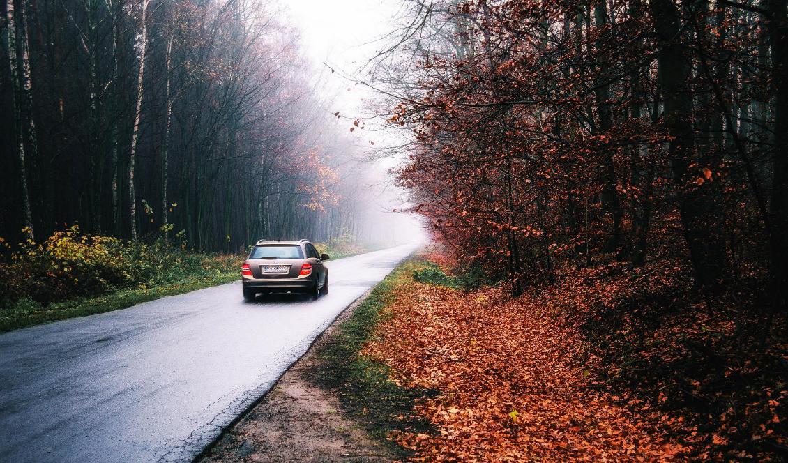 Viltolyckorna ökar i Sverige och särskilt på hösten behöver man hålla extra uppmärksamhet efter vägkanterna. Foto. If