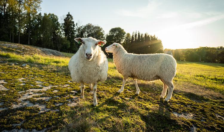 Ull är ett viktigt och användbart naturmaterial. I Sverige har vi runt en halv miljon får, men många anser att det inte är lönsamt att ta till vara på ullen. Foto: Sofia Drevemo