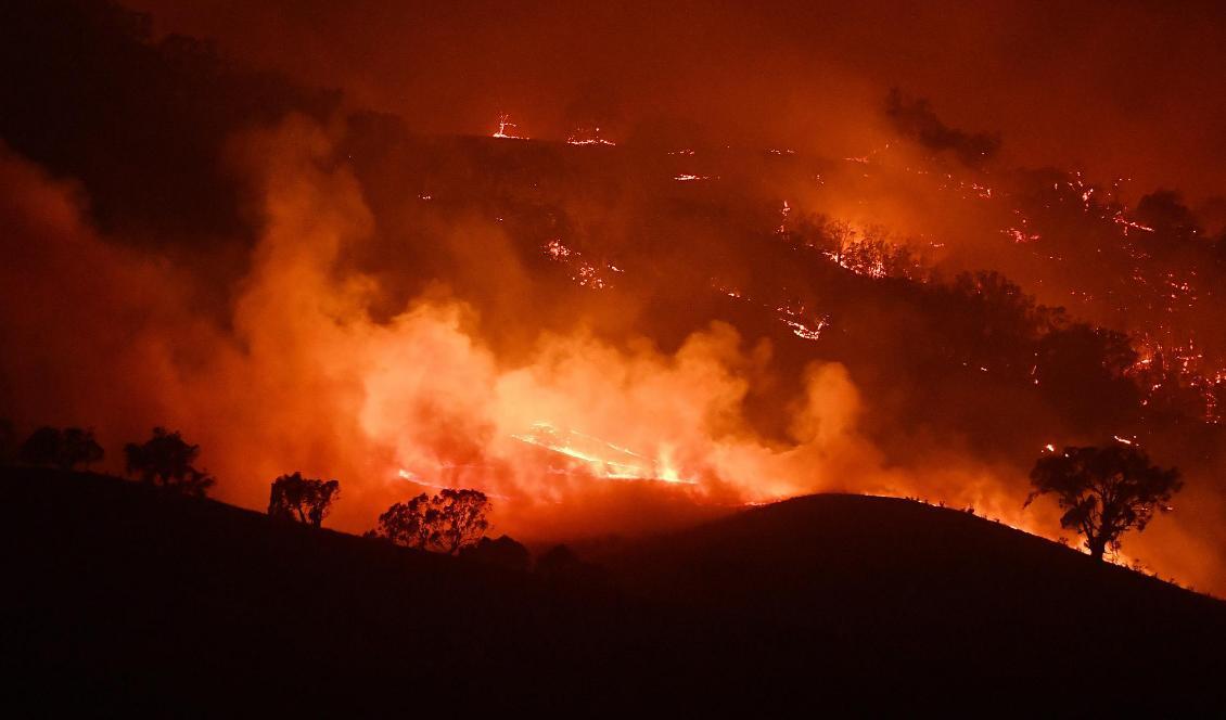 
Bilden visar en stor brand vid Dunn Road i Mount Adrah, Australien, den 10 januari 2020. Bränderna i landet har skapat en enorm algblomning. Foto: Sam Mooy/Getty Images                                            