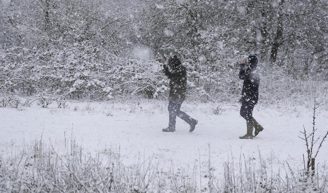
SMHI har uträttat varningar för snöfall i Norrbotten. Arkivbild. Foto: Kirsty Wigglesworth/AP/TT                                            