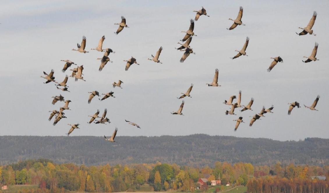 

I dagarna har tranorna samlats för att flyga söderut dit de tar med sig de flygkunniga ungarna. Den 7 oktober var det 10 220 tranor vid sjön. Foto: Jenny Ljungkvist                                                                                        