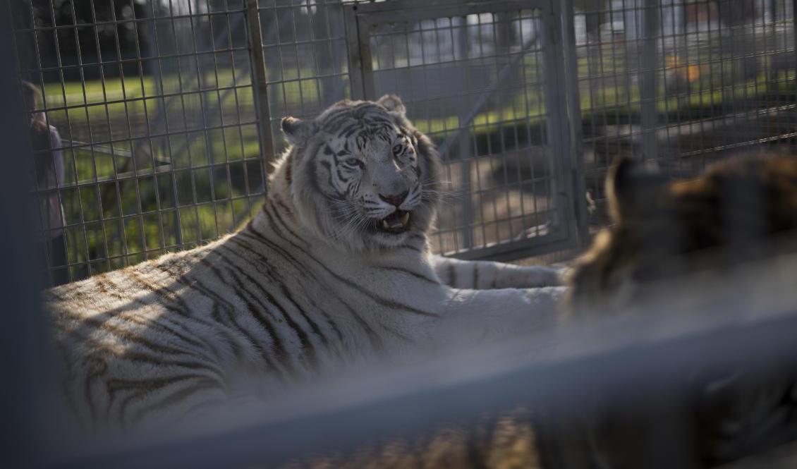 Frankrikes nya djurskyddslag förbjuder vilda djur på cirkus. Även minkuppfödning förbjuds. Arkivbild. Foto: Daniel Cole/AP/TT
