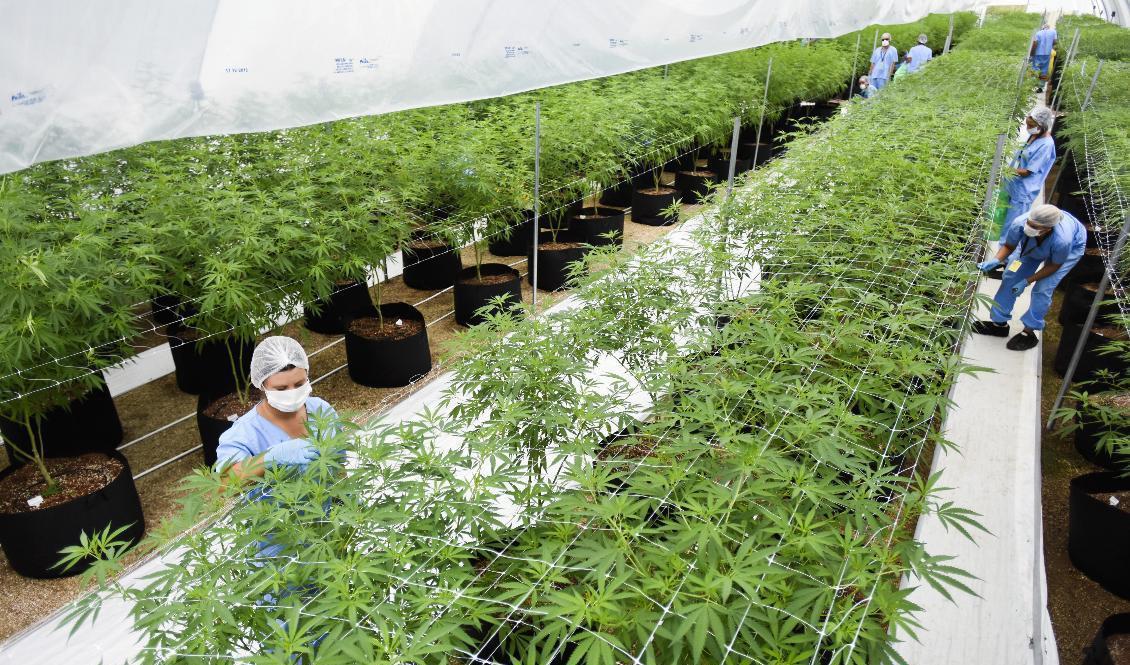 De få länder som har legaliserat cannabis behöver samarbeta för att något så när möta efterfrågan. Här en odling i Nueva Helvecia, Uruguay, med sikte på export till Kanada. Arkivbild. Foto: Matilde Campodonico/AP/TT