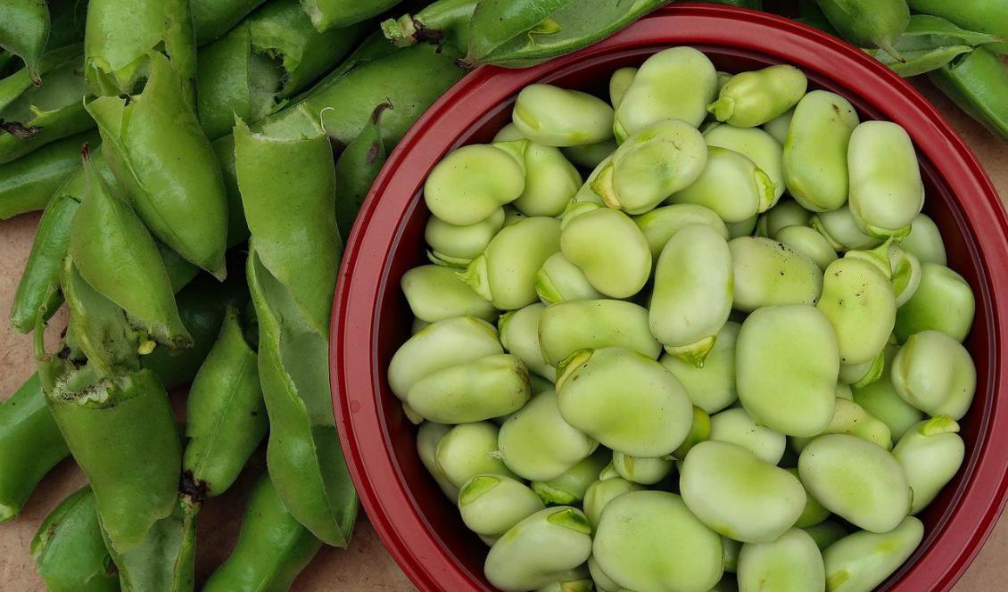 Rostat mjöl från svenska bondbönor och gula ärtor kan användas till att framställa substitut till ost och kött.