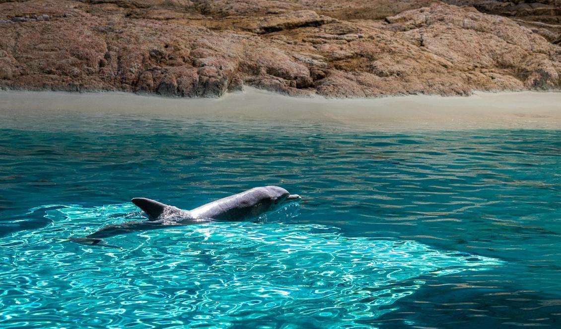 Kolmården avvecklar delfinverksamheten när man hittat nya hem till de tolv delfinerna. Foto: Tom Svensson