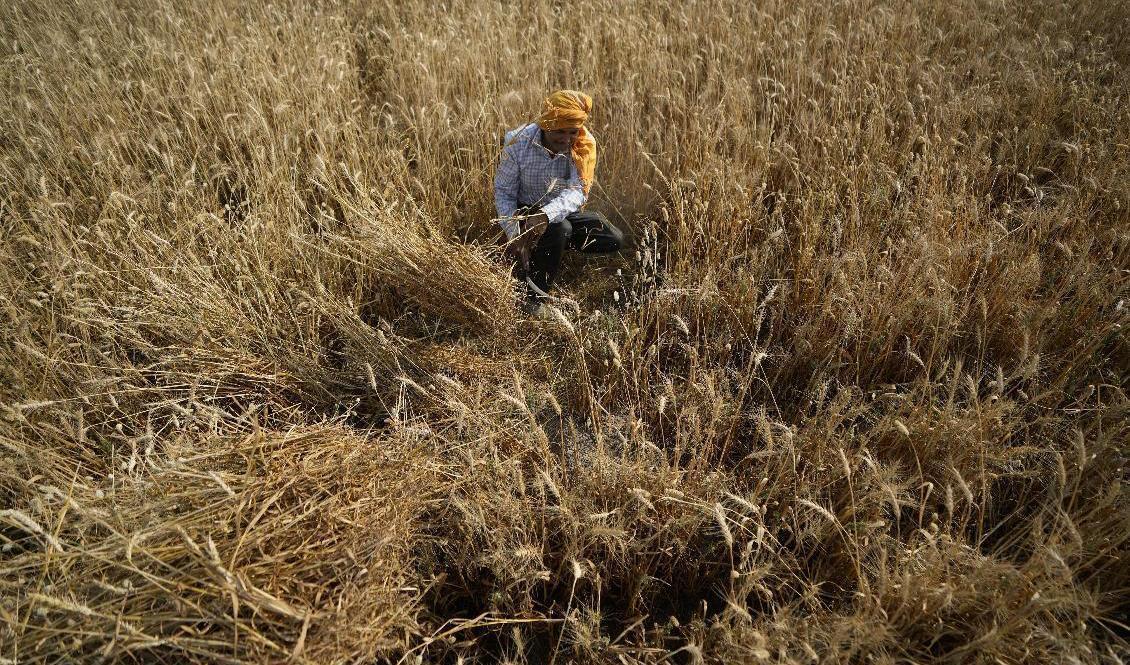 
En lantbrukare skördar vete i utkanten av staden Jammu i norra Indien. Arkivbild. Foto: Channi Anand/AP/TT                                            