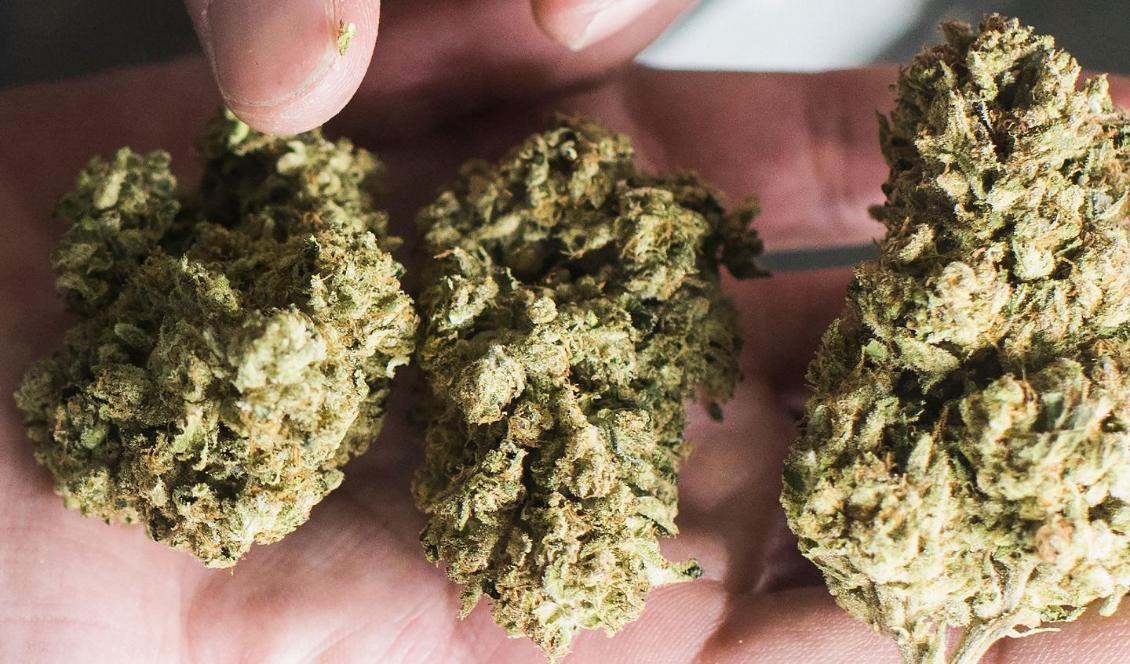 Cannabis är även känt som marijuana. Foto: Robyn Beck/AFP via Getty Images
