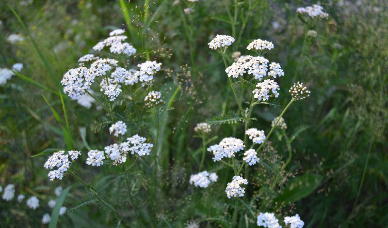 Maria Treben rekommenderade rölleka, Achillea millefolium, till kvinnor under övergångsåren, både som te och Foto: Sofia Drevemo