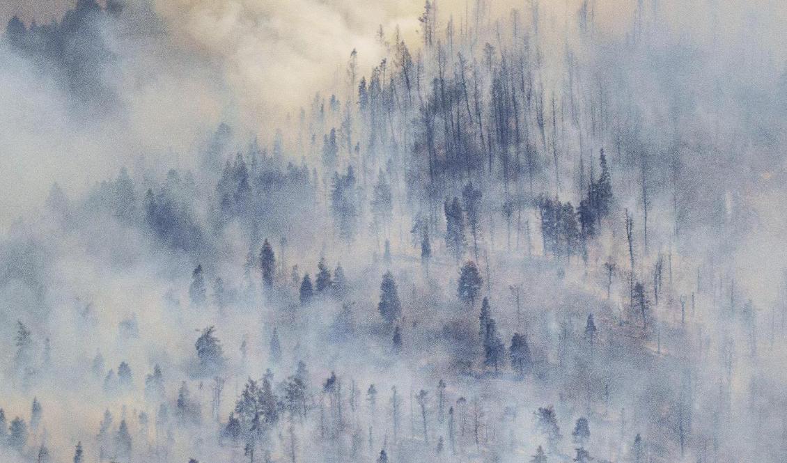 Rök från en annan skogsbrand i Utah i fjol. Arkivbild. Foto: Trent Nelson/AP/TT