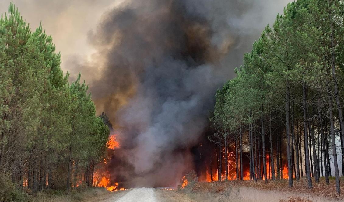 Skogsbränder rasar i Frankrike. Foto: SDIS 33 Service Audiovisuel via AP/TT