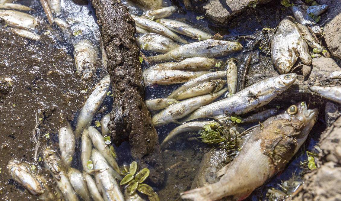 
Tio ton död fisk har plockats upp från flodkanter i Polen och Tyskland. Foto: Frank Hammerschmidt/DPA via AP/TT                                            