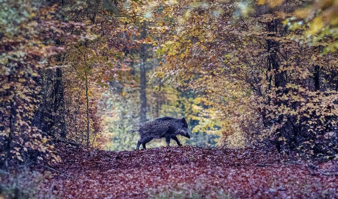 Att stöta på ett vildsvin i skogen är ovanligt, men det gäller ändå att tänka efter – särskilt om man har hund med sig. Arkivbild. Foto: Michael Probst/AP/TT