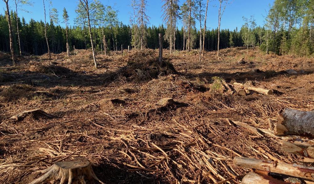 Allmänhetens bild – nyupptaget hygge i södra Östergötland. Inte ett liv. Inte en endaste grön växt. Politikerna blundar. Foto: Privat
