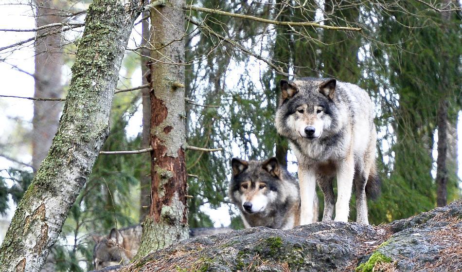 Gunnar Glöersen och Svenska jägareförbundet vill ha en vargstam på 150 individer men accepterar en stam på 170 170 individer som KD och Moderaterna föreslagit. Foto: Anders Wiklund/TT