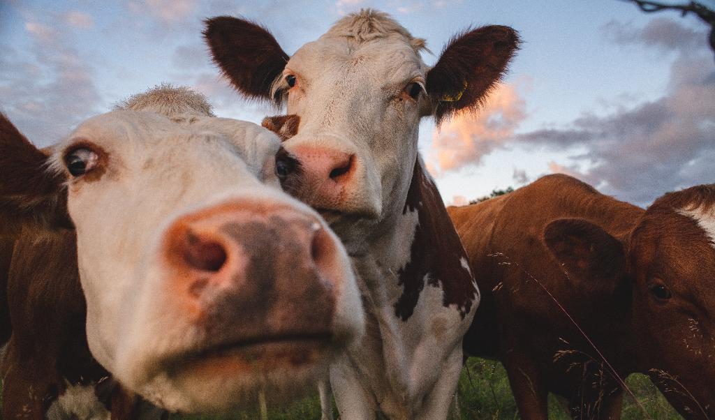 Globalisering och överproduktion, men framför allt politiken, sätter hårt tryck på svenska bönder, skriver Lotta Gröning. Foto: Shutterstock