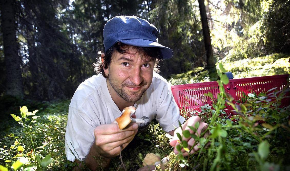 Mykologen Michael Krikorev driver bland annat en svampguide på nätet. Arkivbild. Foto: Dan Hansson / SvD / TT