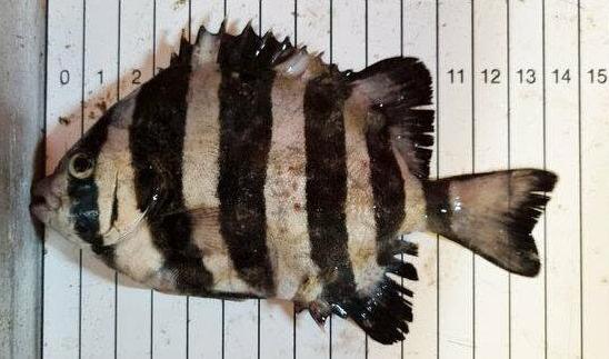 En fiskare fick unik fångst i trålen vid danska Läsö: en fiskart som aldrig förr rapporterats i Atlanten. Foto: Foto: Statens naturhistoriske museum