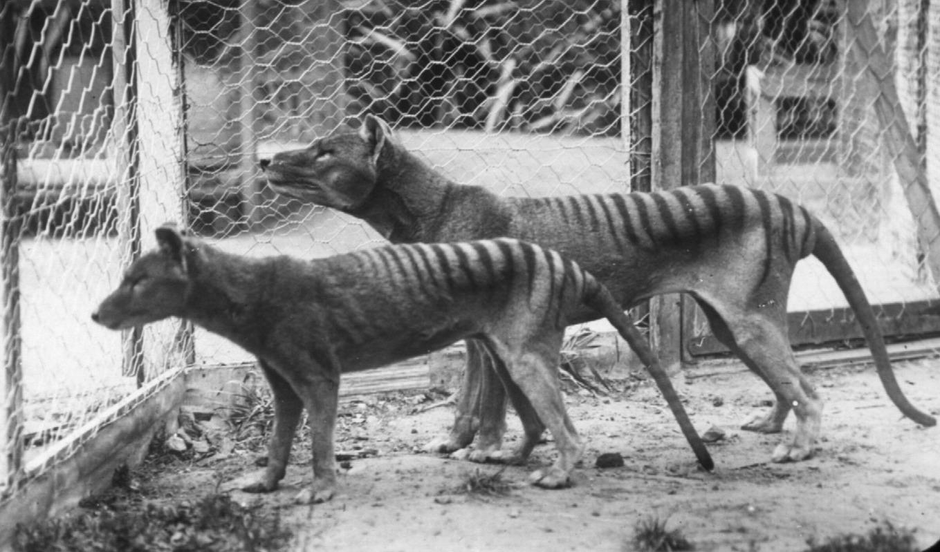Pungvargar, eller tasmanska tigrar som de också kallas, på en djurpark i Hobart 1918. Arkivbild. Foto: University of Melbourne/AFP/TT