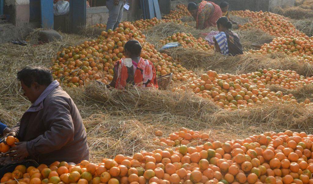


Arbetare sorterar apelsiner för export på den reglerade marknaden i Siliguri, Indien, den 12 december. Foto: Diptendu Dutta/AFP via Getty Images                                                                                                                                    