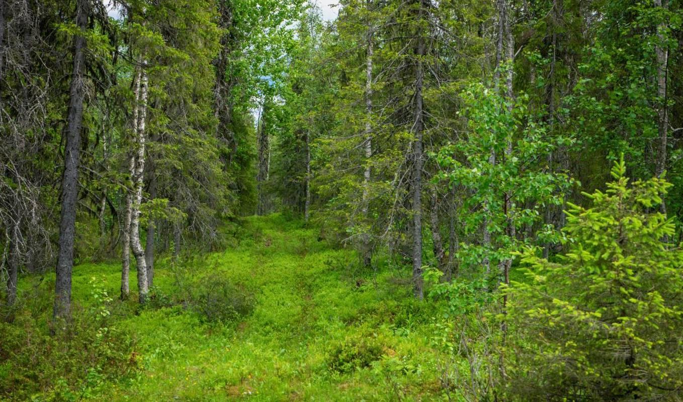 60 procent av ungskogen i Norrbottens län är skadad, enligt en kartläggning av SLU. Foto: Bilbo Lantto