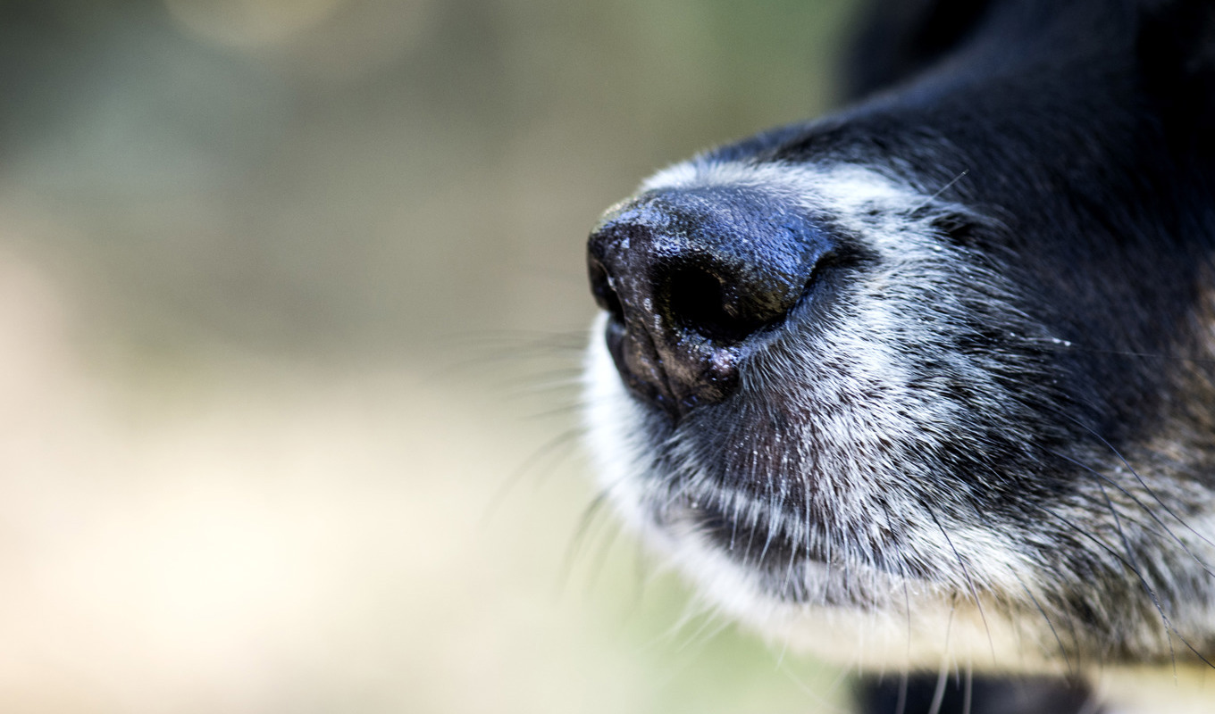 Under måndagen varnade polisen för att bullar med glaskross och metallbitar återigen hittats i Malmö. Två hundar har behövt opereras efter att ha fått sig av de farliga bullarna. Arkivbild. Foto: Pontus Lundahl/TT
