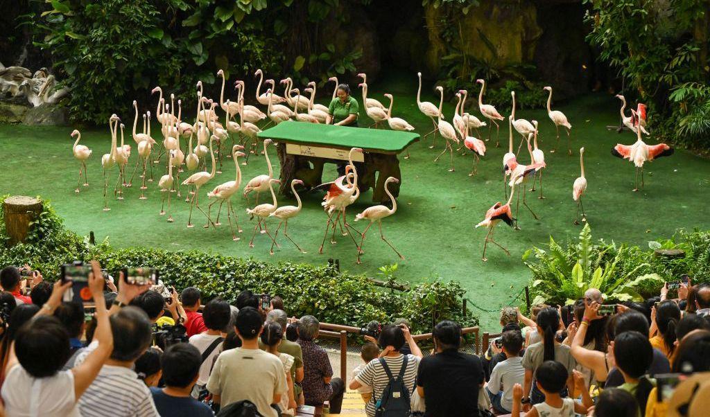 En grupp flamingo-fåglar uppträder i en show i Jurong Bird Park i Singapore den 3 januari. Det är den sista verksamhetsdagen och därefter flyttas fåglarna till en by park, Bird Paradise. Foto: Roslan Rahman/AFP via Getty Images