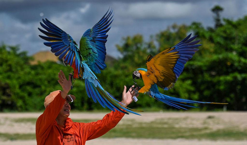 En man tränar sina papegojor i Sanur på den indonesiska turistön Bali den 12 januari. Foto: Sonny Tumbelaka/AFP via Getty Images