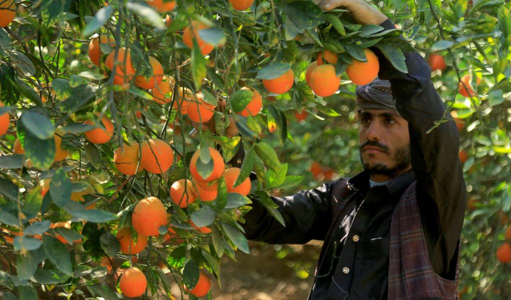 En yemenitisk fruktodlare plockar ner apelsiner från ett dignande träd. Det är skördetid för apelsinerna i fruktträdgården som ligger i utkanten av Yemens nordöstra stad Maib, den 29 januari. Foto: -/AFP via Getty Images