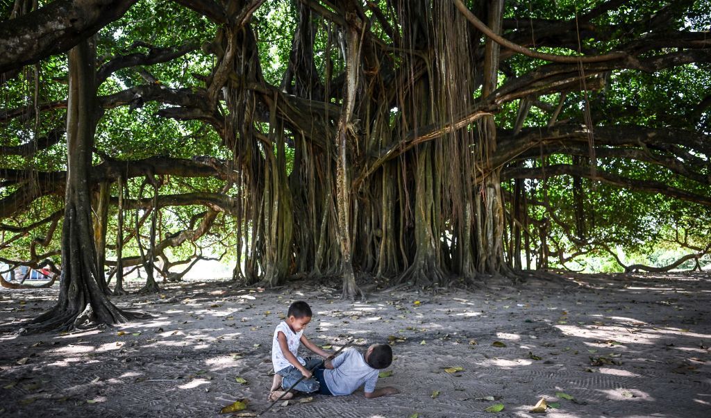 Barn leker under ett träd som kallas Guacari (Ficus elastica) i San Marcos, Colombia den 30 januari. Trädet har en diameter på runt 75 meter och är nu 40 år gammalt. Foto: Juan Barreto/AFP via Getty Images