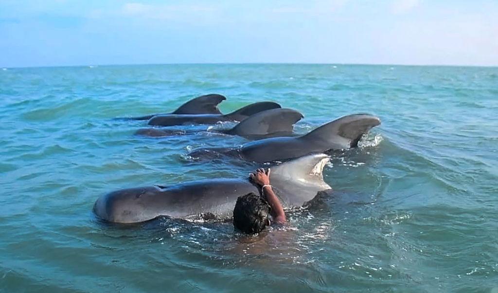 Fiskare från Sri Lanka försöker knuffa tillbaka elva strandade pilotvalar, en sorts stora delfiner, tillbaka ut på djupt vatten på öns nordvästra kust den 11 februari. Sri Lankas viltvårdare meddelar att djuren åter är på djupt vatten. Foto: STR/AFP via Getty Images