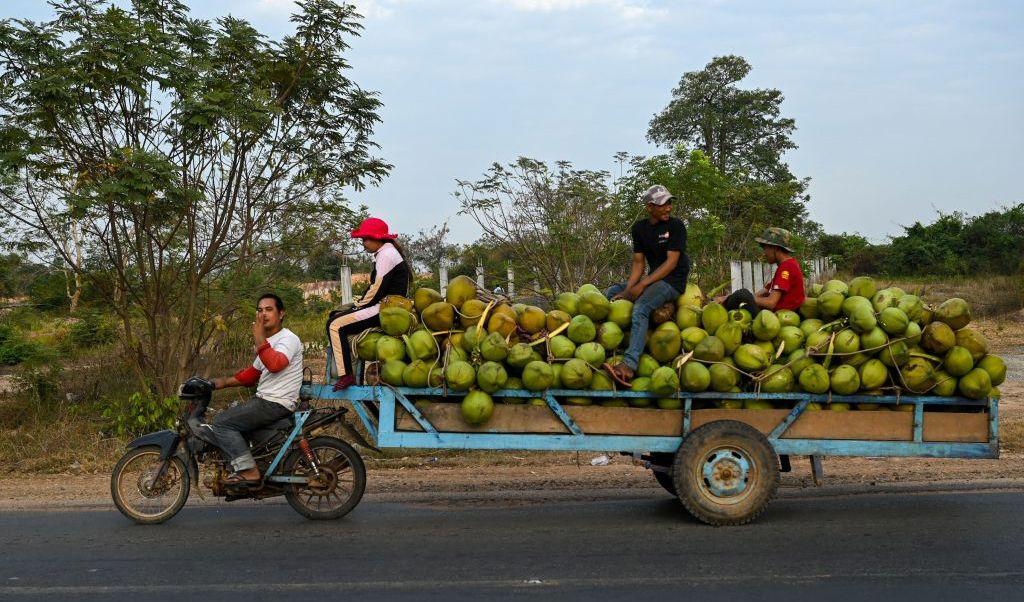 En man kör en motorcykel med en hopkopplad transportvagn. Vagnen som är lastad med kokosnötter kör på en väg i Kambodja i Kratie-provins den 15 februari. Foto: Tang Chhin Sothy/AFP via Getty Images