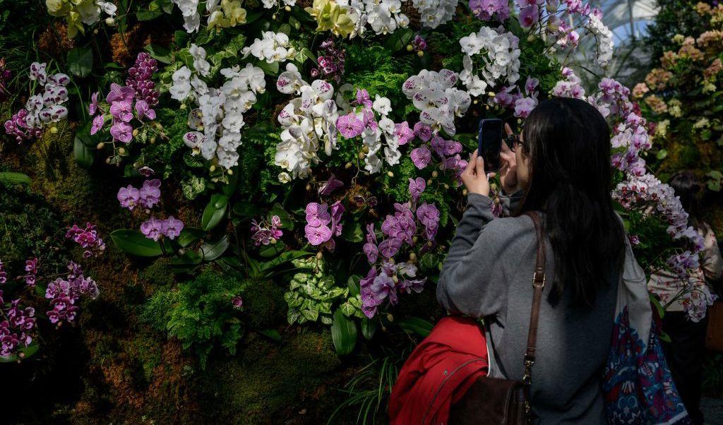 När orkidéutställningen The Orchid Shows hålls för 20:e året, är det en meditativ och fängslande design av konstnären Lily Kwong om visas upp, inspirerad av hennes förfäders kopplingar till den naturliga världen. Tusentals orkidéer hjälper till. Foto: Angela Weiss/AFP via Getty Images