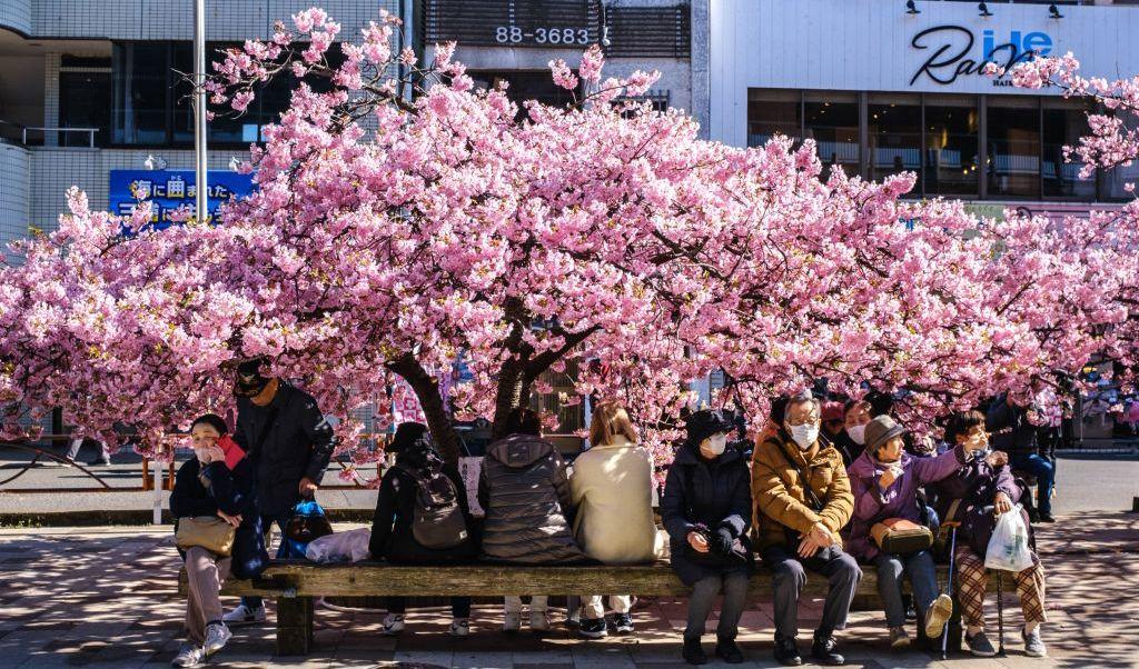 Turister sitter på en bänk under ett Kawazu-träd. Det är det tidigaste körsbärsblommande trädet att blomma i Japan. Bilden kommer från Miura i Kanagawa området den 27 februari. Foto: Philip Fong/AFP via Getty Images