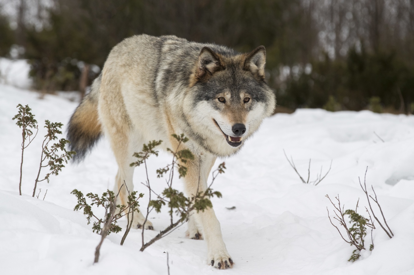 Nu ska det bli lättare att få skjuta varg som attackerat tamboskap. Arkivbild. Foto: Heiko Junge/NTB Scanpix/TT