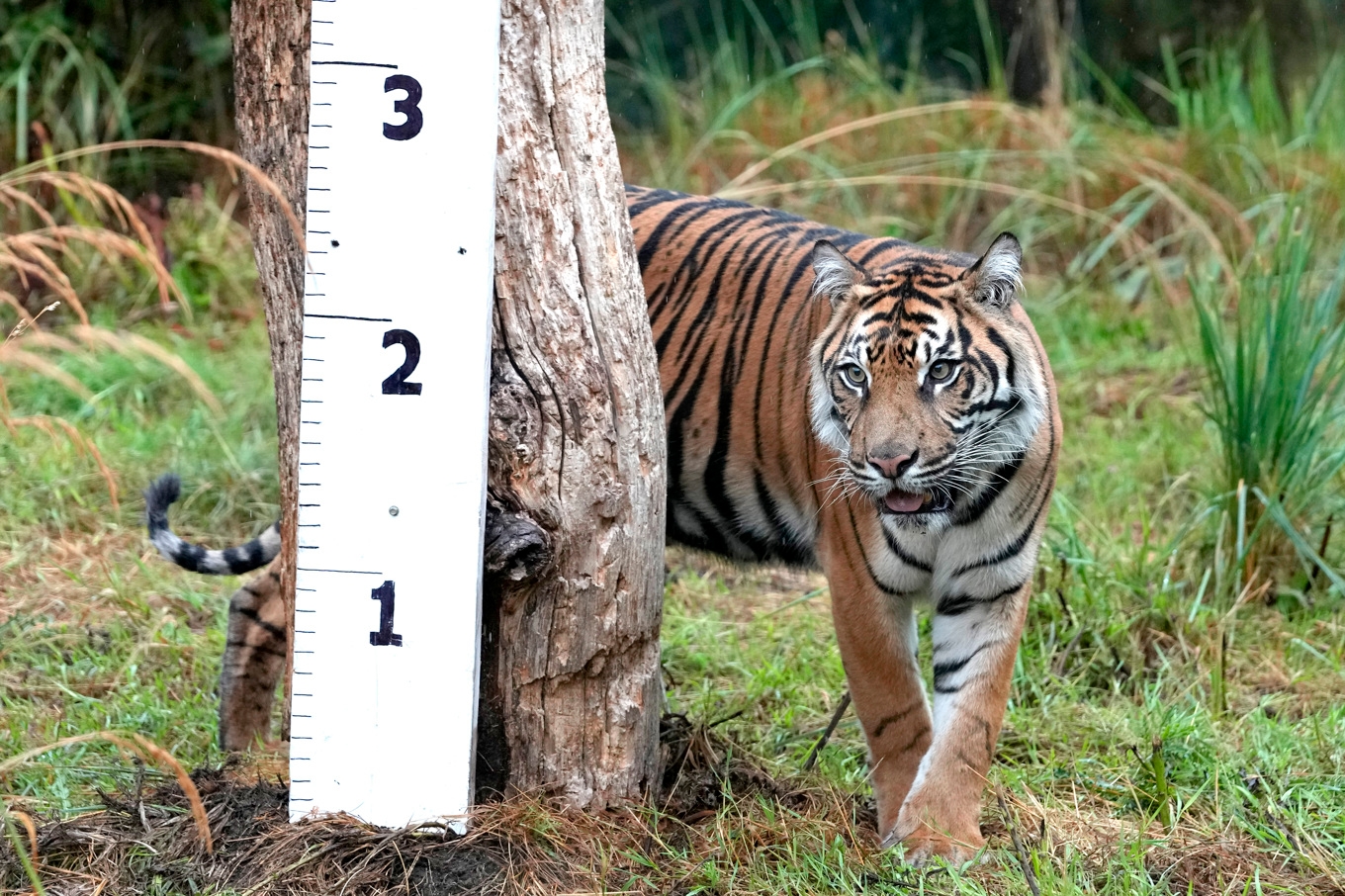 En tiger fotad på en djurpark i London. Arkivbild. Foto: Kirsty Wigglesworth/AP/TT