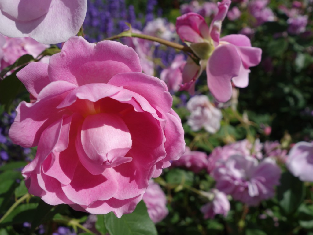 Inför millennieskiftet anlades en ny Rosengång, där bland annat många engelska rosor planterades. (Foton: Eva Sagerfors/Epoch Times Sverige)