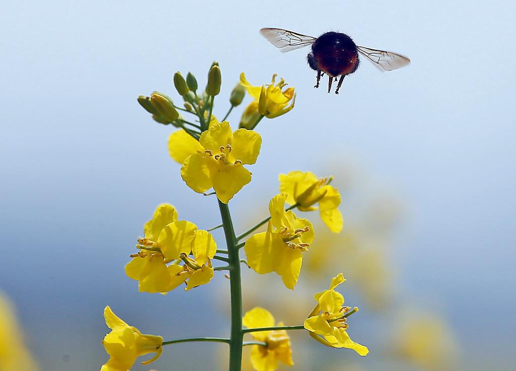 Många arter av humlor och vilda bin livnär sig på pollen och nektar från raps. (Foto: Frank Augstein /AP/TT)